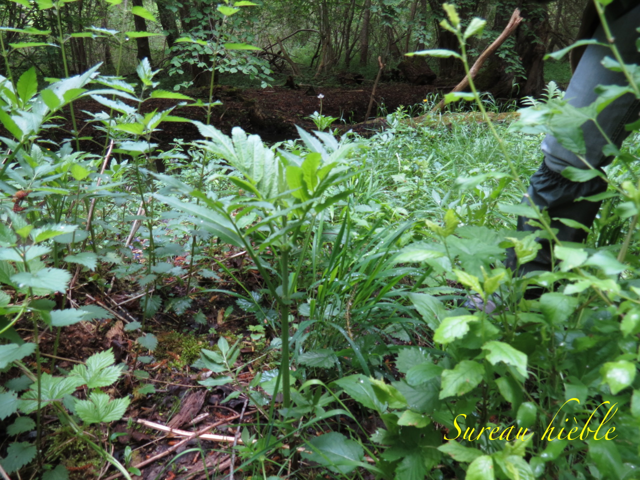 Sambucus ebulus 4052t